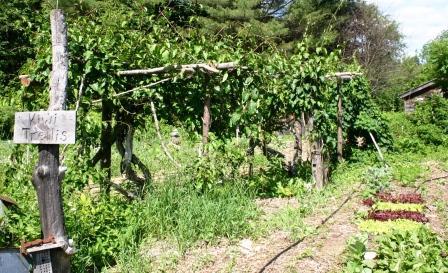 Creating an Edible Landscape Image